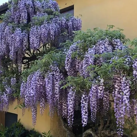 فيلة Il Palazzaccio - Tuscan Historical In